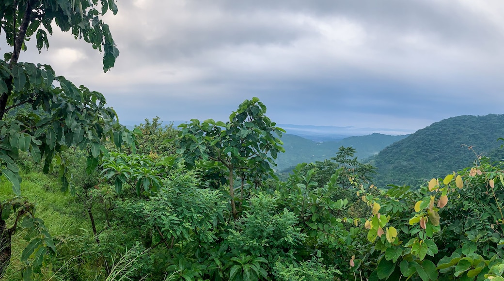 A lush green landscape with dense foliage and rolling hills in the background.