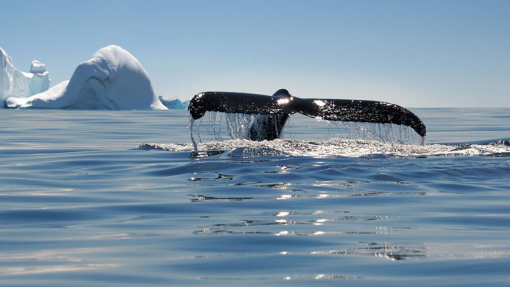 Beautiful view of icebergs and whale in Antarctica, Shutterstock ID 543673015, Purchase Order: -