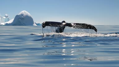 Beautiful view of icebergs and whale in Antarctica, Shutterstock ID 543673015, Purchase Order: -