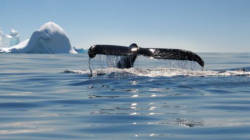 Beautiful view of icebergs and whale in Antarctica, Shutterstock ID 543673015, Purchase Order: -