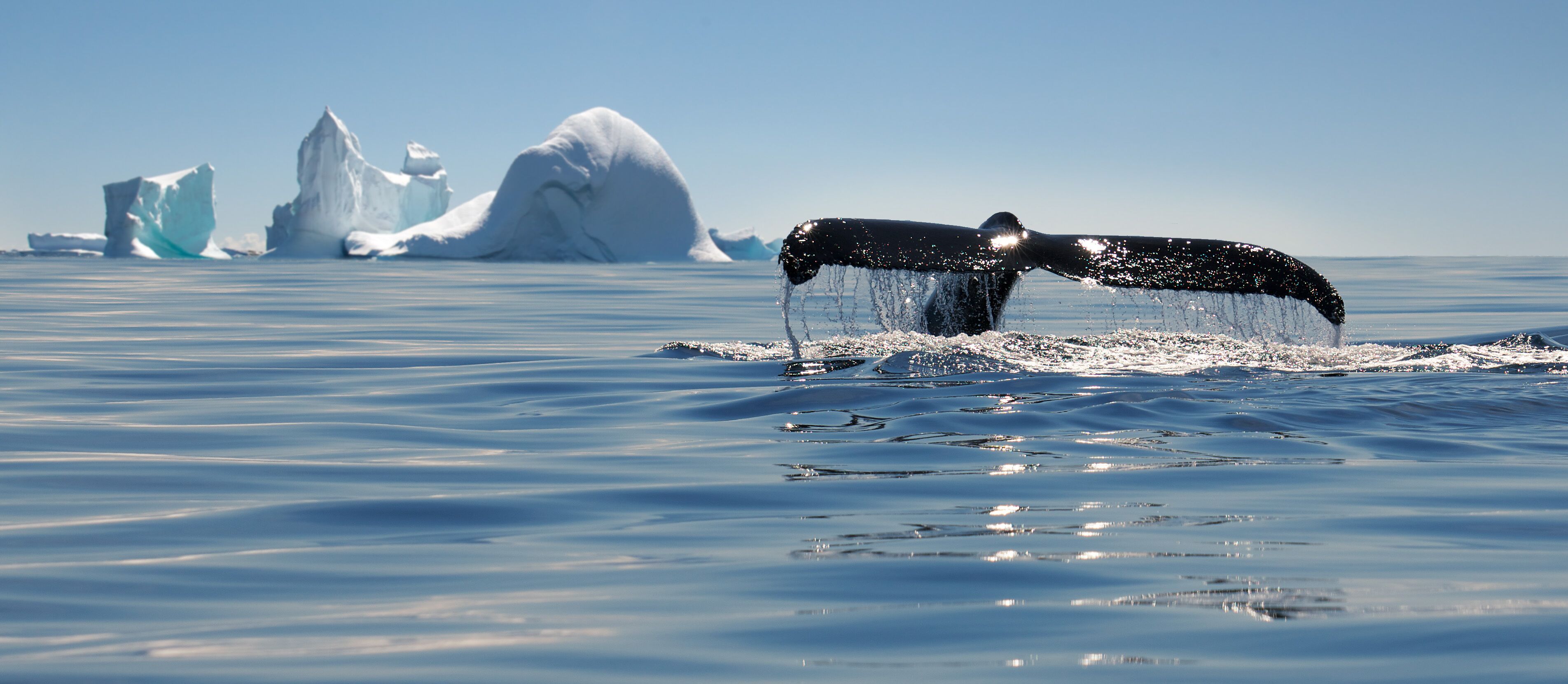 A whale breaching with icebergs in the background.