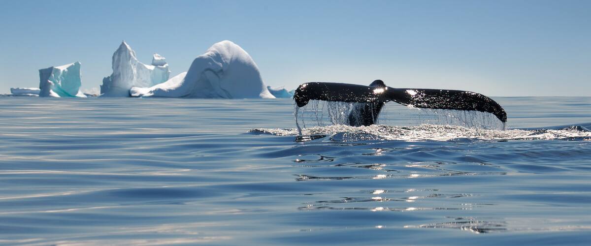 A whale breaching with icebergs in the background.
