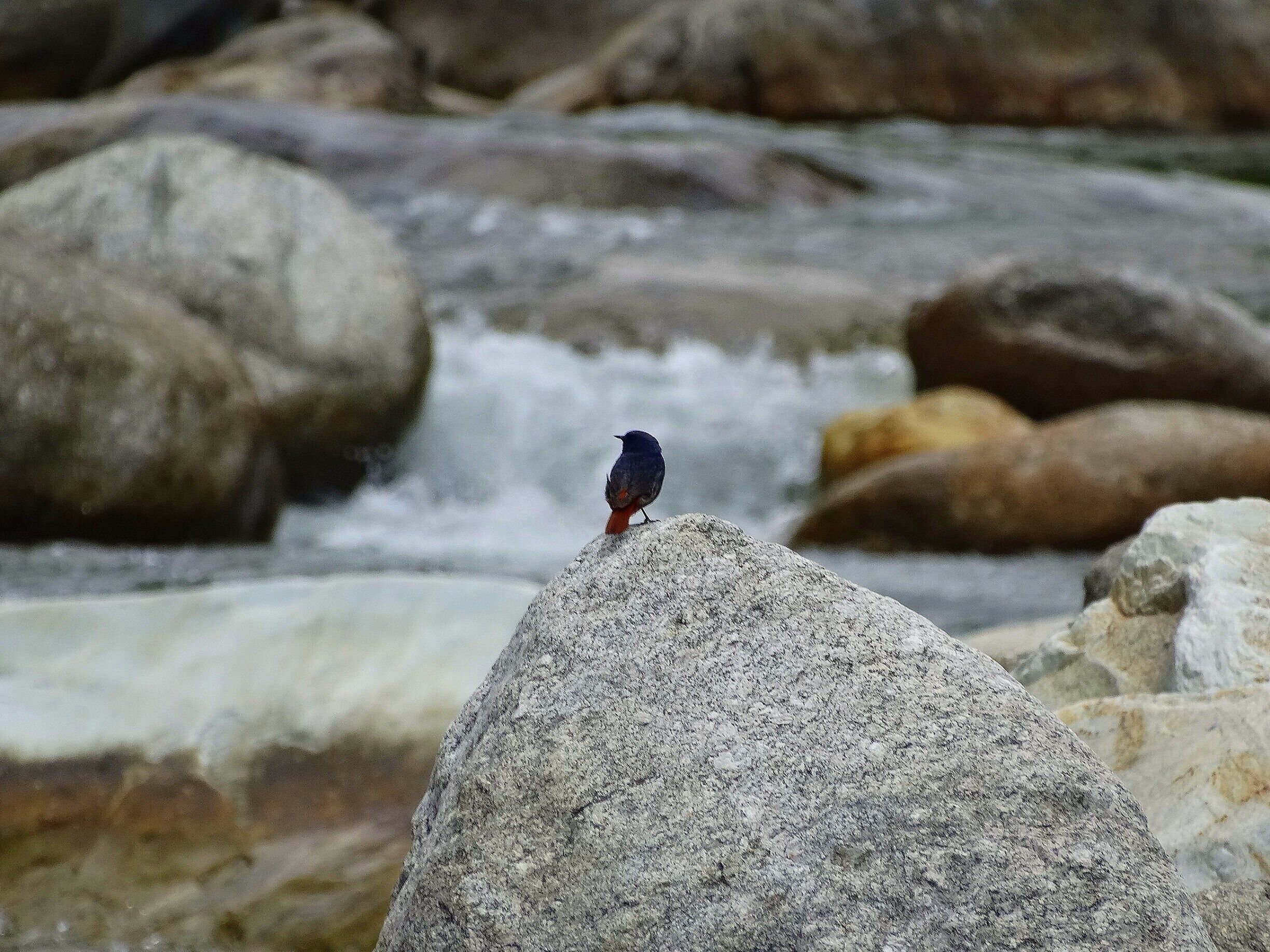 Reflecting over the Beas River. 