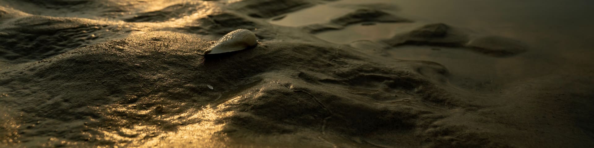 Landscape of a sea beach. Sea Beach of Bakkhali, West Bengal, India. Sunrise from Bakkhali sea beach. Land view after water run off at sea beach.