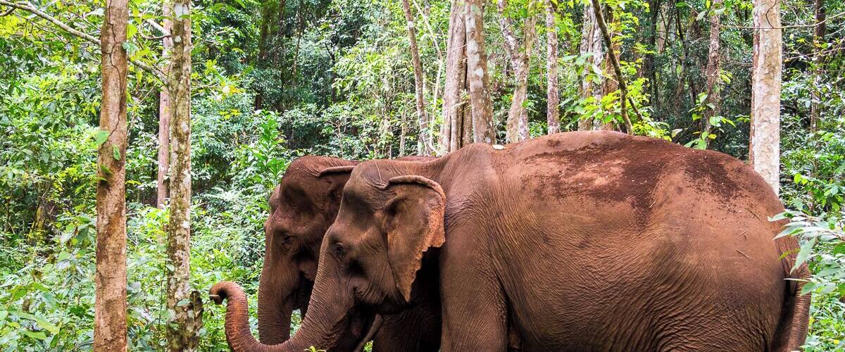 In Cambodia's wild northwest, you'll get a chance to visit sanctuary elephants and contribute to their care. Just be careful to choose an animal-friendly sanctuary โ after much research we recommend the Elephant Valley Project.