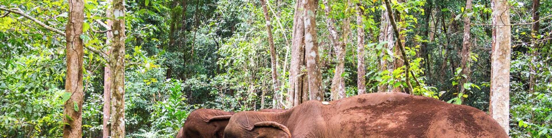 In Cambodia's wild northwest, you'll get a chance to visit sanctuary elephants and contribute to their care. Just be careful to choose an animal-friendly sanctuary – after much research we recommend the Elephant Valley Project.