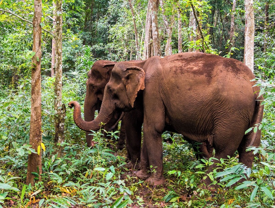 In Cambodia's wild northwest, you'll get a chance to visit sanctuary elephants and contribute to their care. Just be careful to choose an animal-friendly sanctuary – after much research we recommend the Elephant Valley Project.