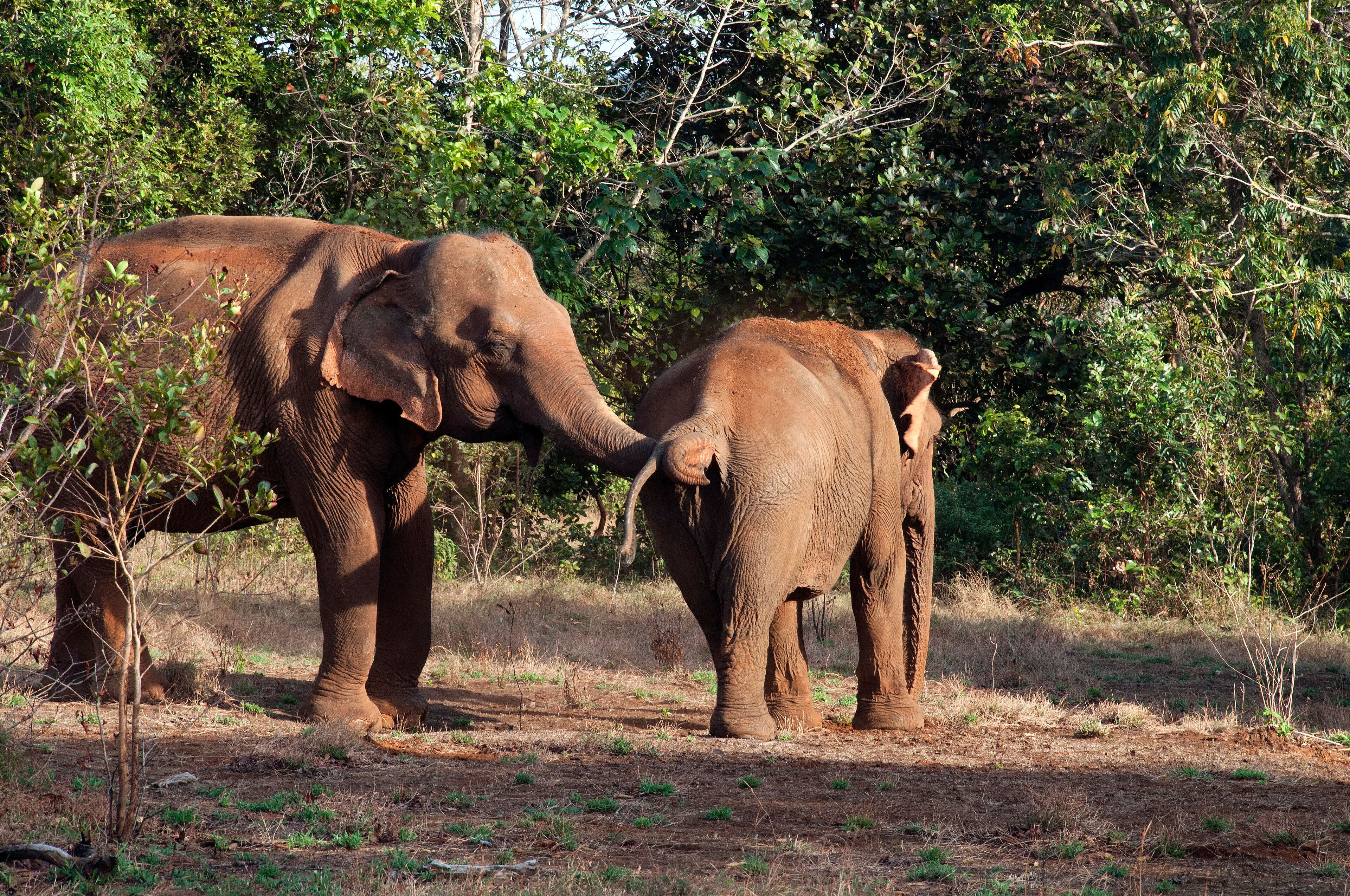 Sen Monorom Cambodia, two elephants in forest open area with red soil on their backs from protection from sun and insects