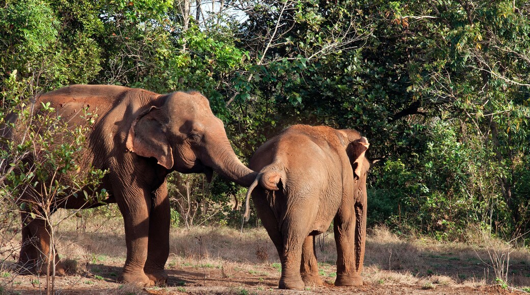 Sen Monorom Cambodia, two elephants in forest open area with red soil on their backs from protection from sun and insects