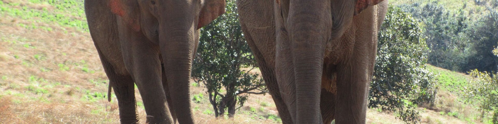 The Leaf Foundation is one of the NGOs in the area which is set out to help elephants and the forrest. Elephants which have been used in tourism or on farms before can have a good life here. Right now they have five elephants. Those are "rented" which means the local families still own them. They get money from the LEAF Foundation for health care and basic needs. As a tourist you can book different tours there and see/touch these great elephants. With booking a tour you support the local community as well.