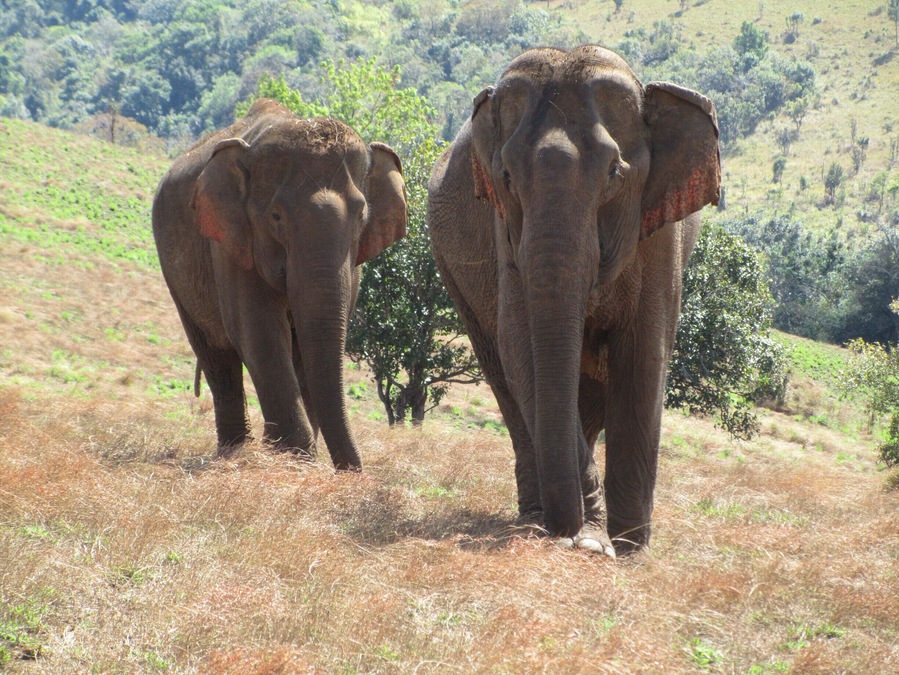 The Leaf Foundation is one of the NGOs in the area which is set out to help elephants and the forrest. Elephants which have been used in tourism or on farms before can have a good life here. Right now they have five elephants. Those are "rented" which means the local families still own them. They get money from the LEAF Foundation for health care and basic needs. As a tourist you can book different tours there and see/touch these great elephants. With booking a tour you support the local community as well.