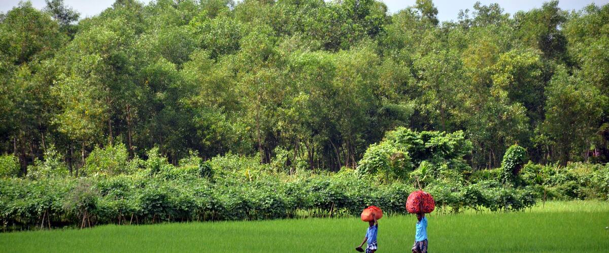 Two people walking in a green field with a dense forest in the background.