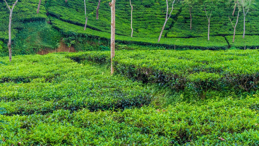 A lush tea plantation with terraced rows of tea bushes and trees.