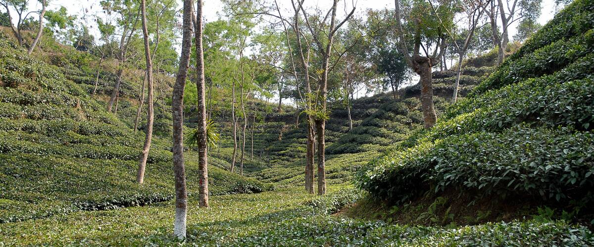 A tea plantation with terraced hills and tall trees.