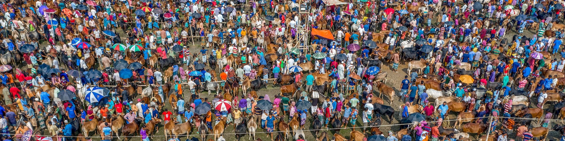 Thousands of cows are lined up to be sold at a bustling cattle market in Bangladesh. Over 50,000 of the animals are gathered together by farmers.
