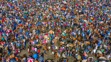 Thousands of cows are lined up to be sold at a bustling cattle market in Bangladesh. Over 50,000 of the animals are gathered together by farmers.
