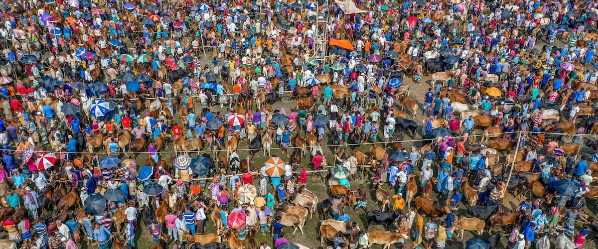 A large outdoor gathering with many people and cattle.