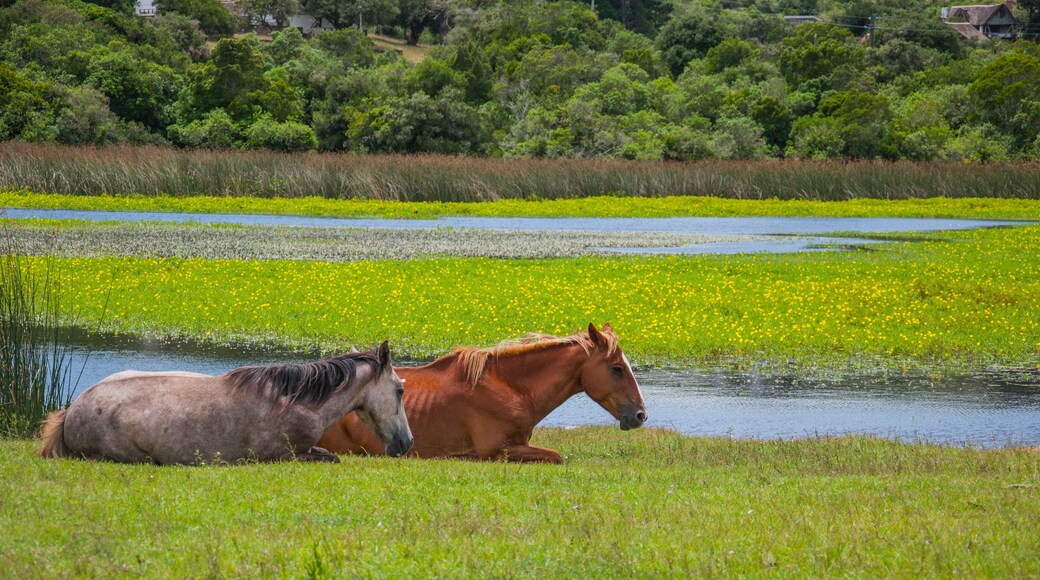 Caballos descansando en villa serrana uruguay