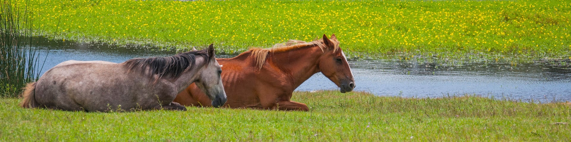 Caballos descansando en villa serrana uruguay