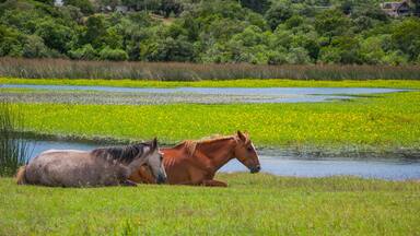 Caballos descansando en villa serrana uruguay
