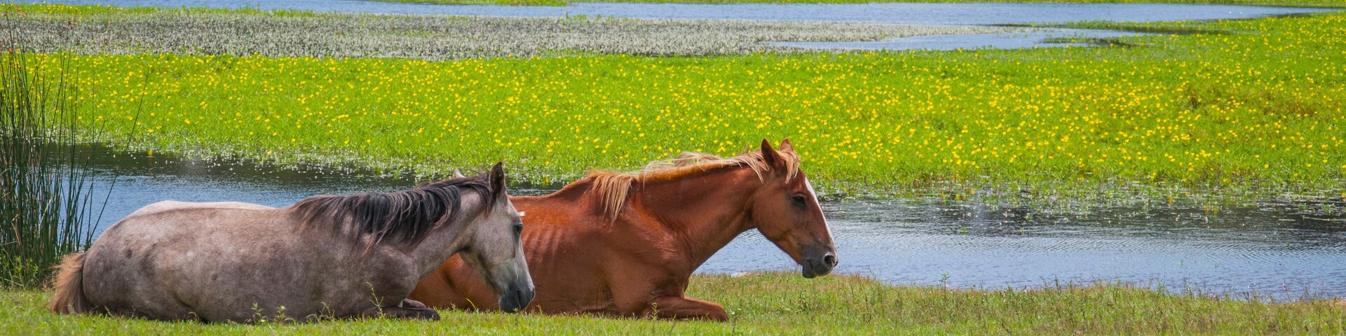 Caballos descansando en villa serrana uruguay