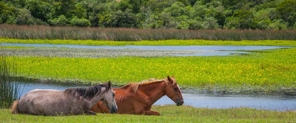 Two horses resting by a calm river in a lush green field with a backdrop of dense trees and a distant house.