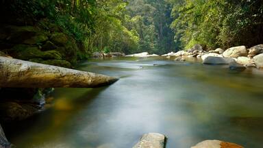A river flowing through a forest with large rocks and dense greenery.