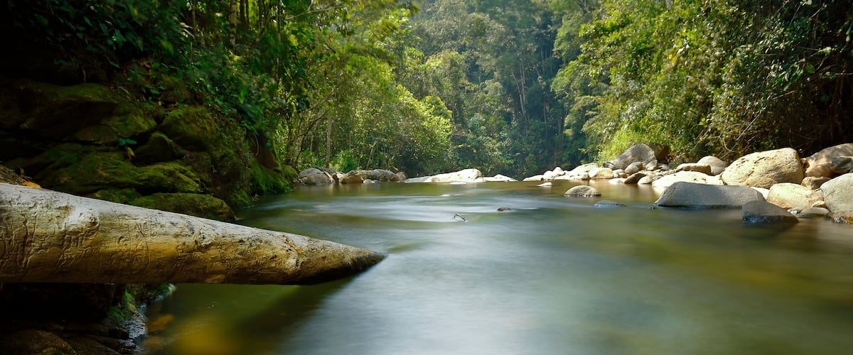 A river flowing through a forest with large rocks and dense greenery.