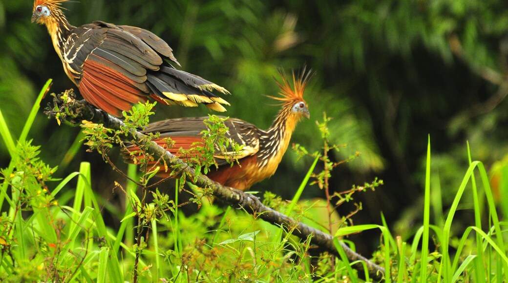 Yasuni National Park