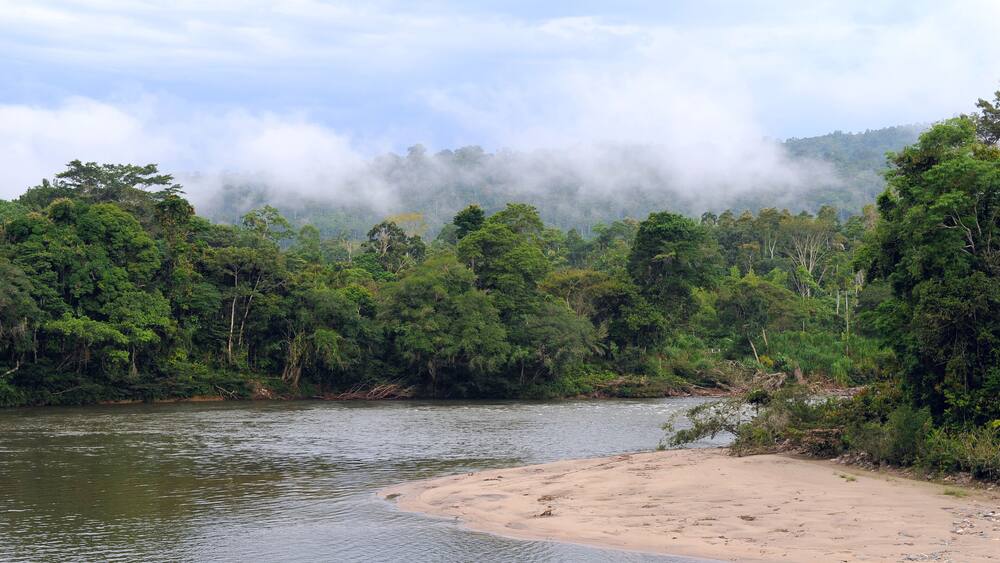 Amazon, View of the tropical rainforest, Ecuador