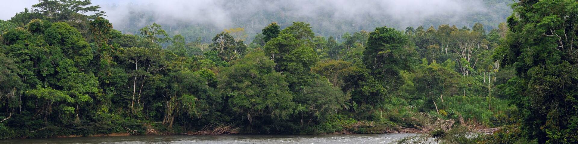 Amazon, View of the tropical rainforest, Ecuador