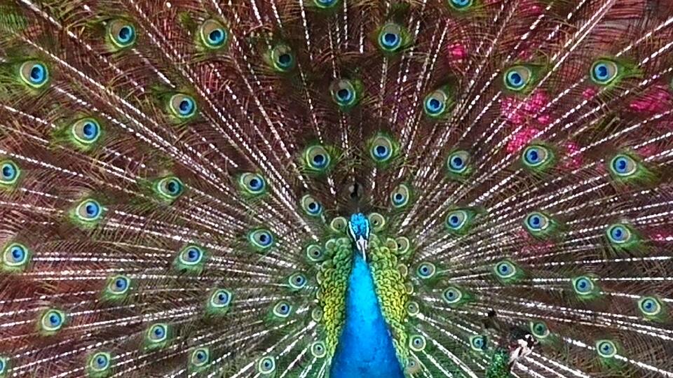 A peacock with its tail feathers fully fanned out.