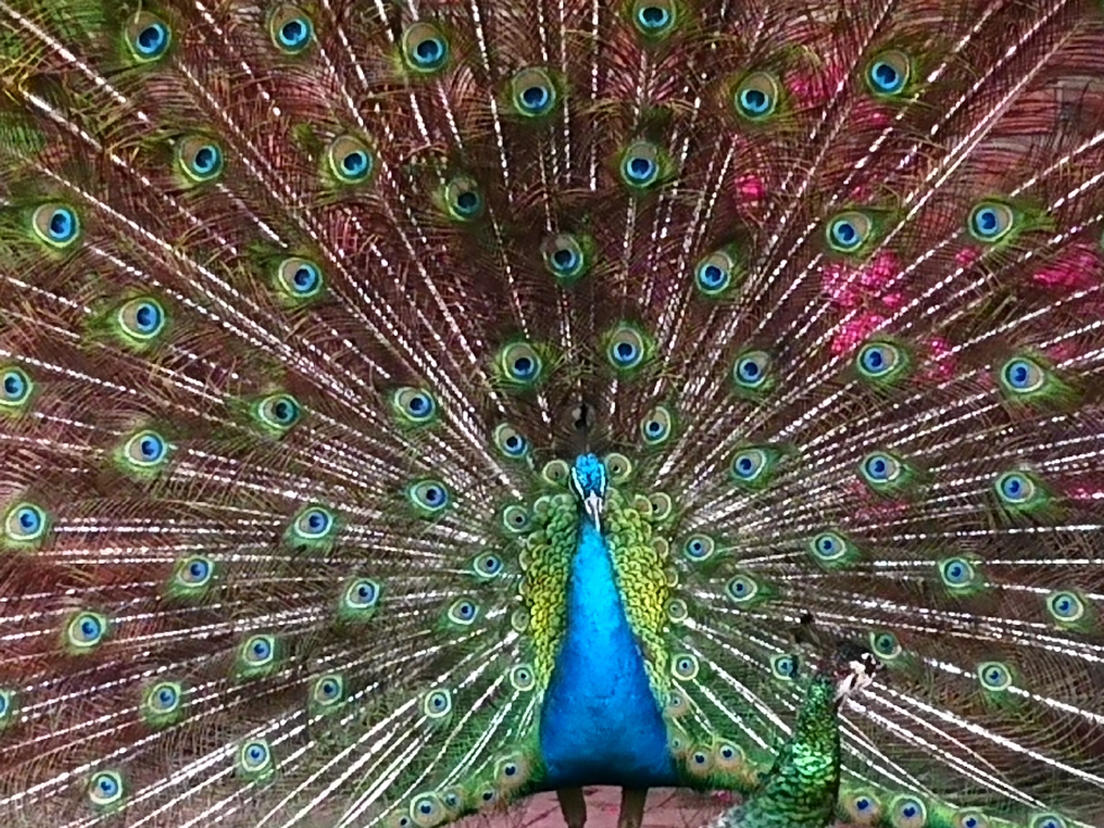A peacock with its tail feathers fully fanned out.