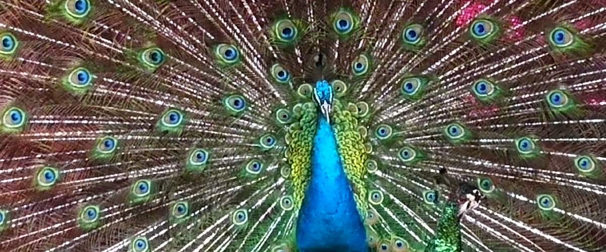 A peacock with its tail feathers fully fanned out.
