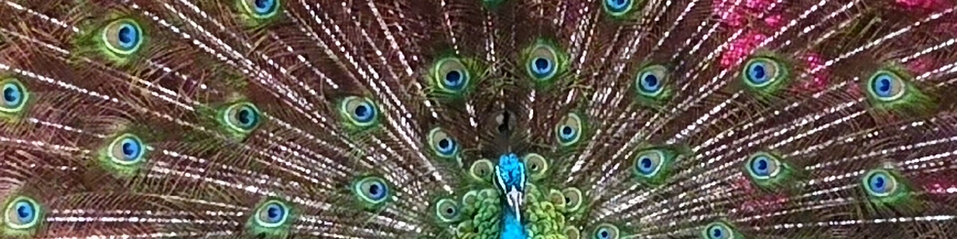 A peacock with its tail feathers fully fanned out.