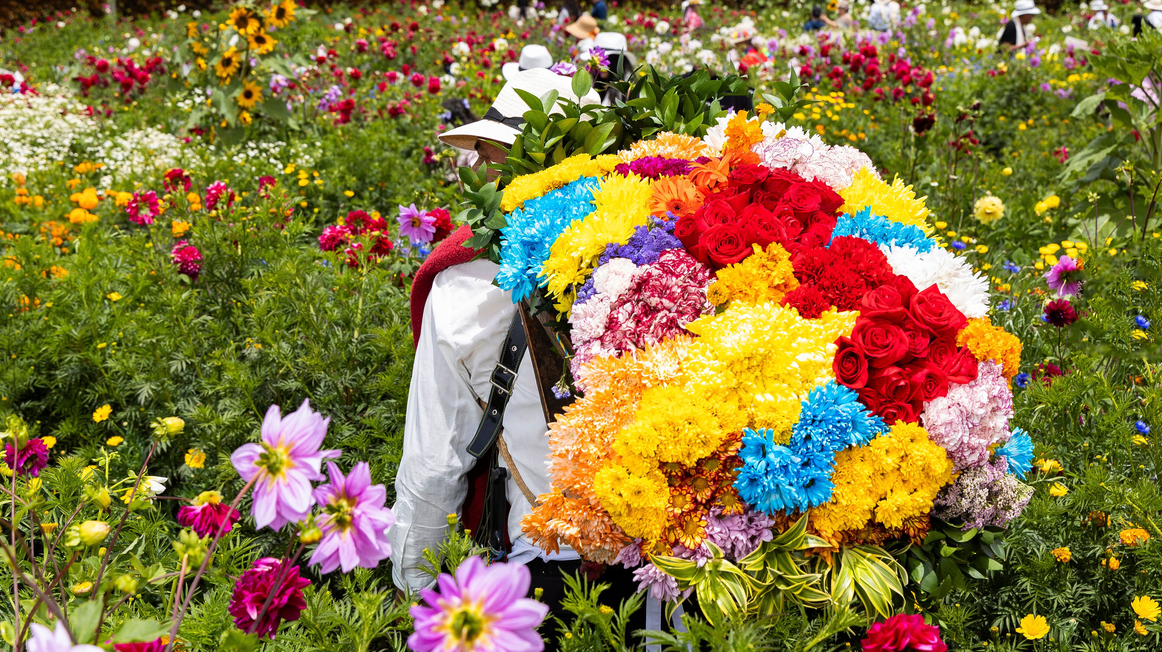 Medellin is partying, the flower fair returns with the parade of silleteros
