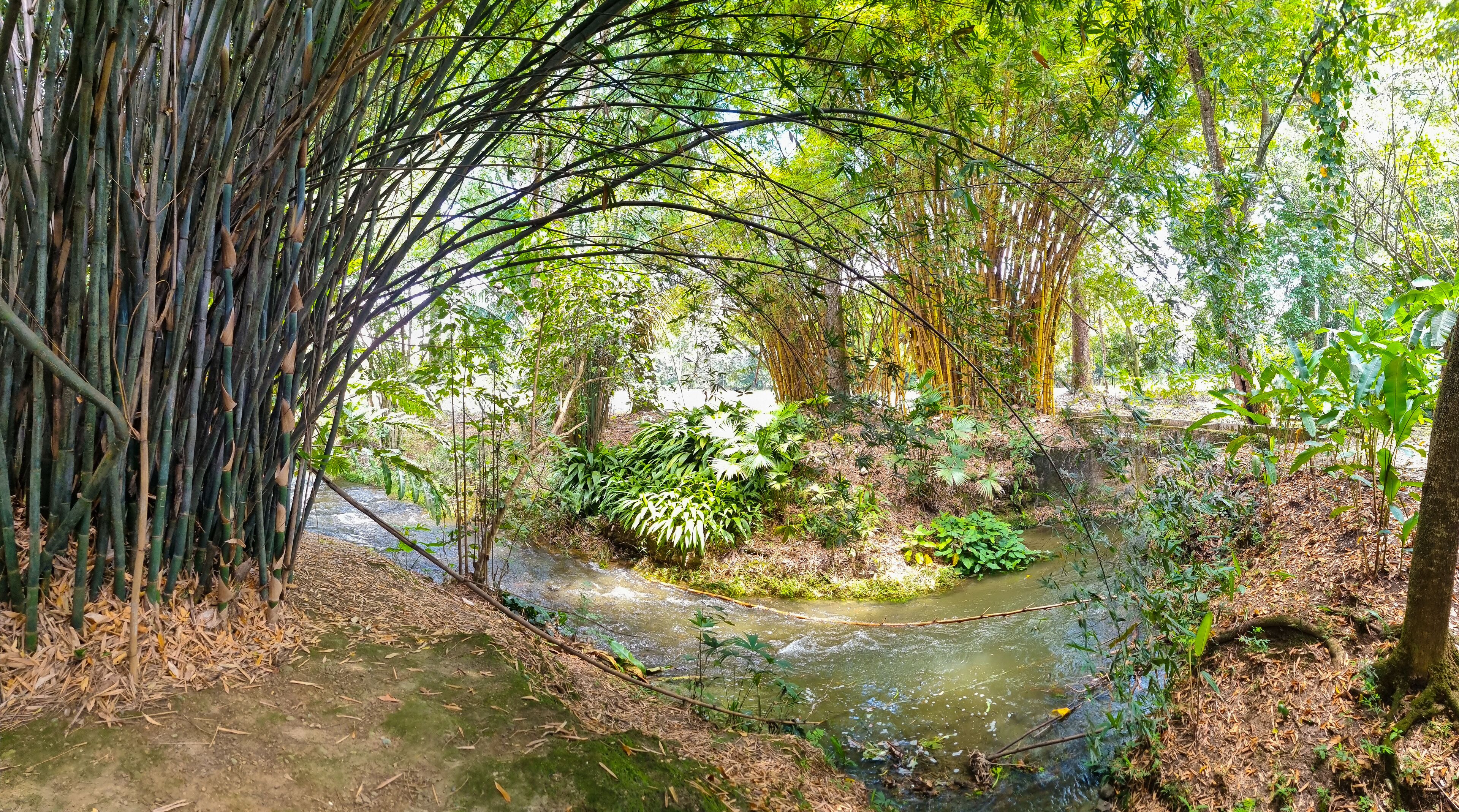 Colombia, Santa Elena, river flowing through bamboo forest