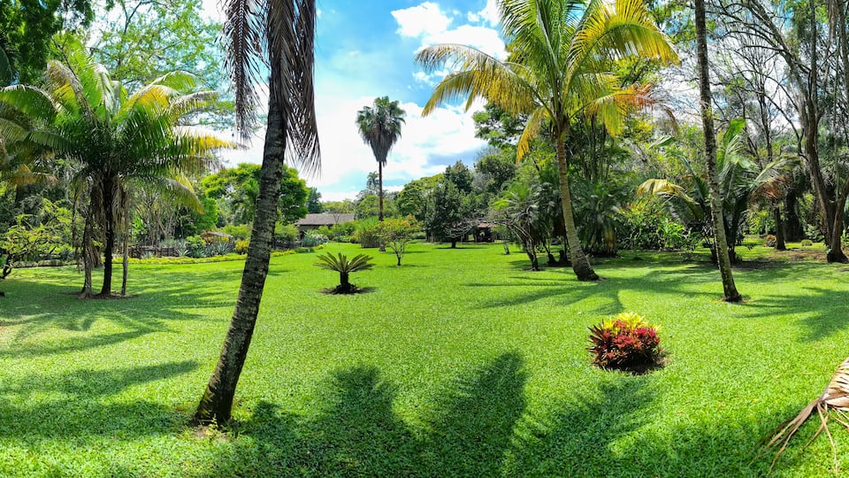 A lush garden with palm trees, a small pond, and a gazebo.