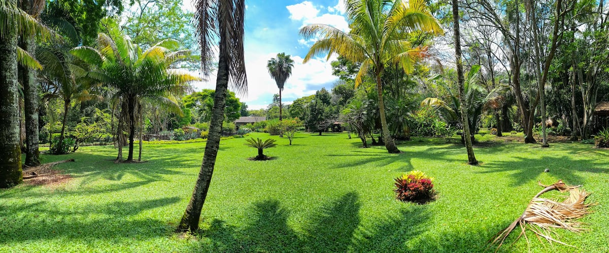 A lush garden with palm trees, a small pond, and a gazebo.
