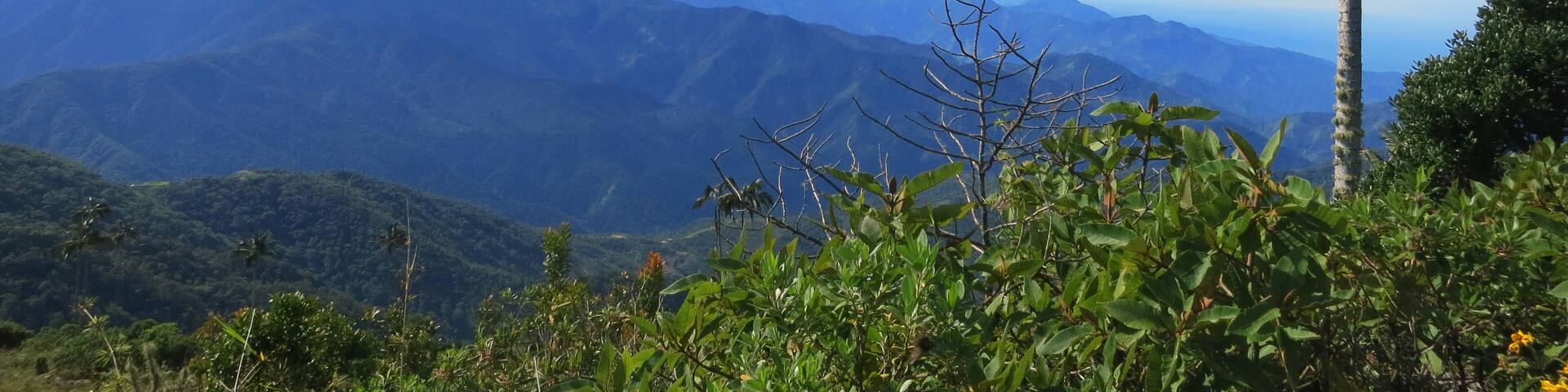 Slaapboom (Palm) / Sleeping Wax Palm; Santa Marta Parakeet, Fundación ProAves, Colombia