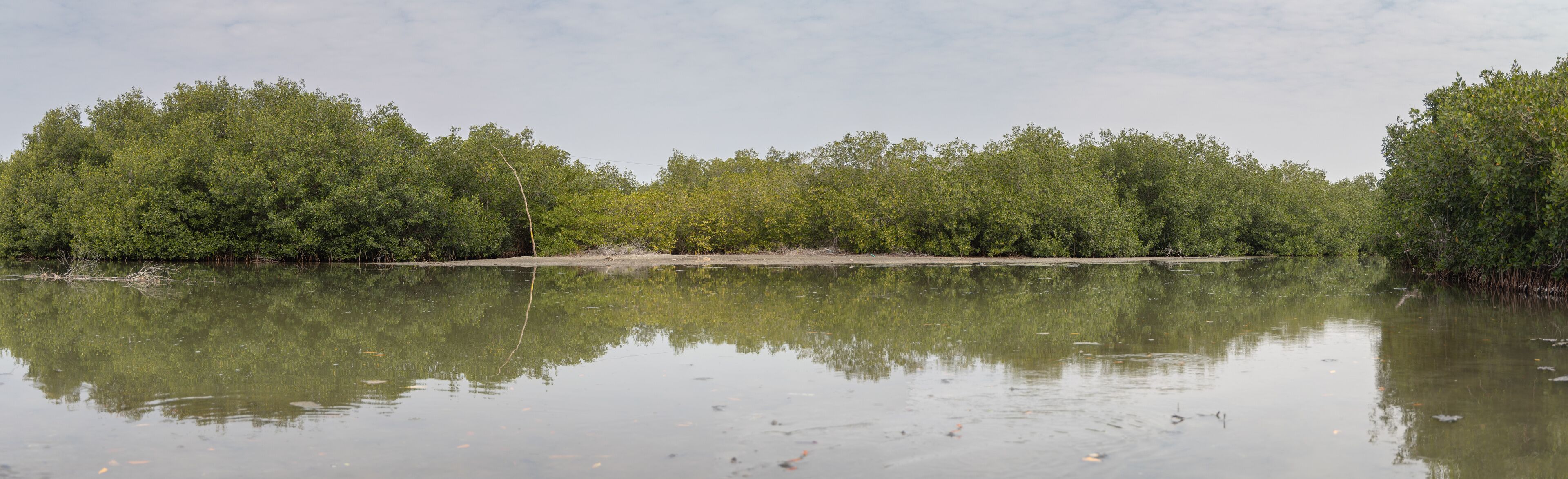 The mangroves and mud flats of Ciénaga De Tesca, near Cartagena, Colombia
