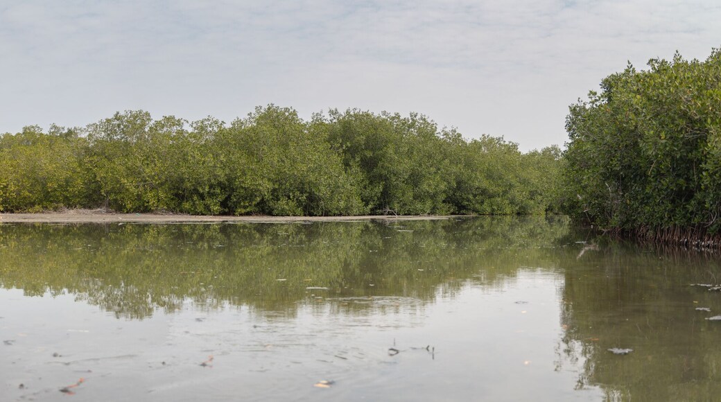 The mangroves and mud flats of Ciénaga De Tesca, near Cartagena, Colombia