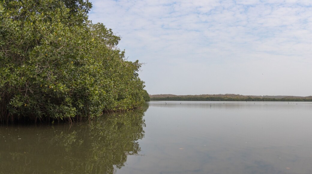 The mangroves and mud flats of Ciénaga De Tesca, near Cartagena, Colombia