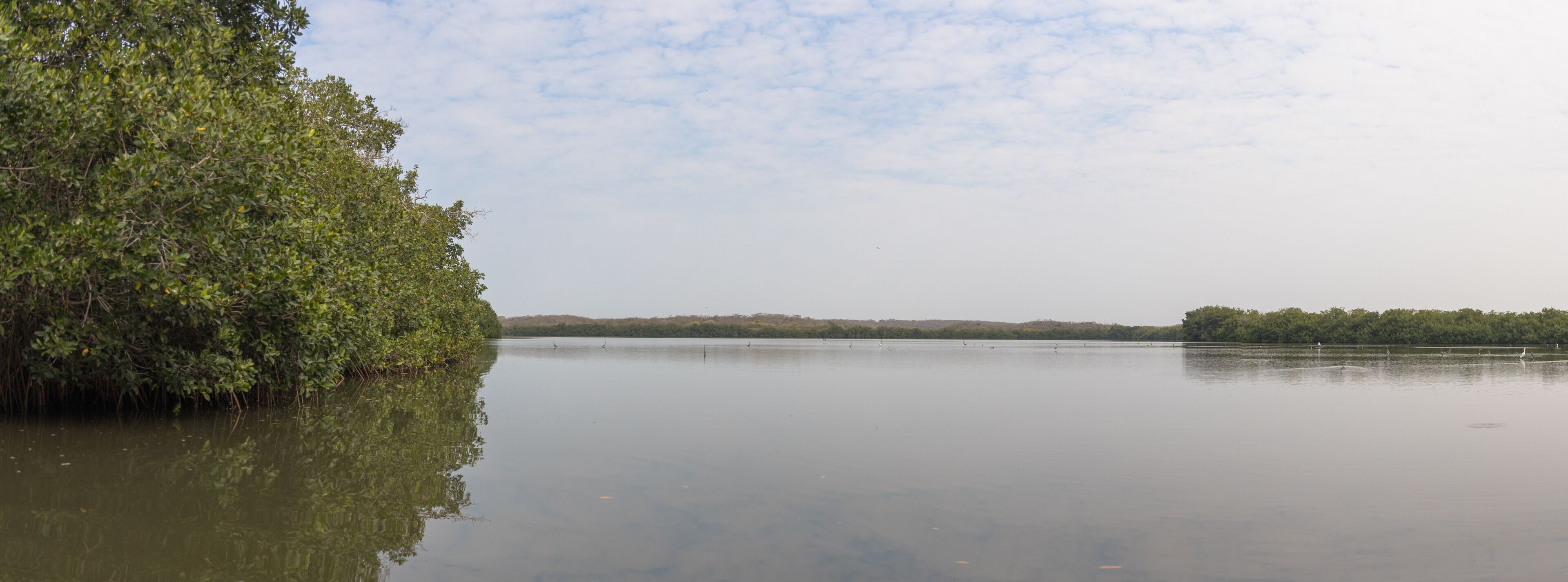 A calm lake with dense foliage on the left and a distant tree line.