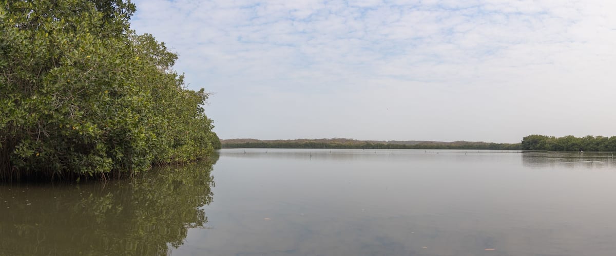 A calm lake with dense foliage on the left and a distant tree line.