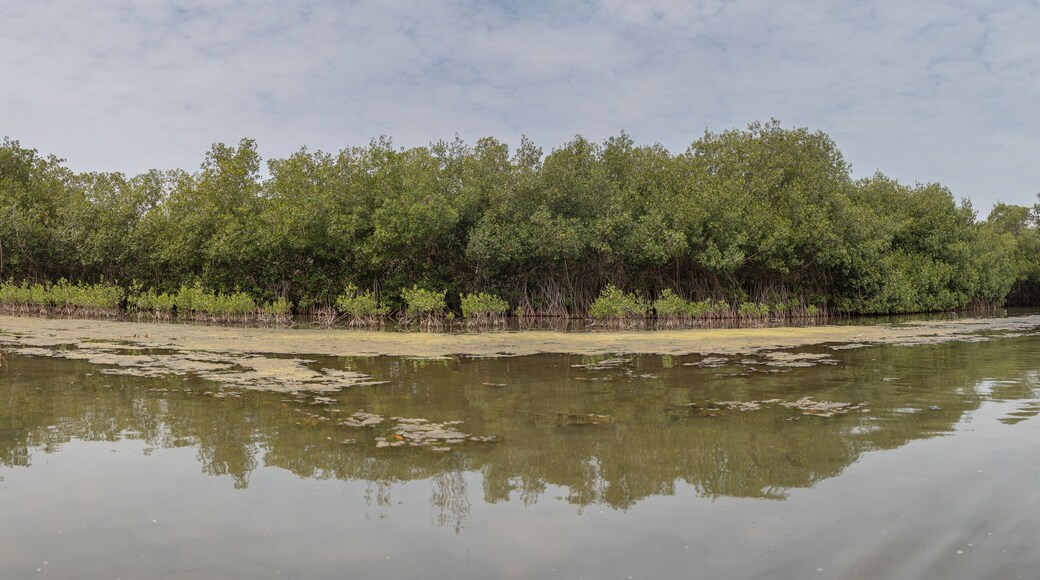 The mangroves and mud flats of Ciénaga De Tesca, near Cartagena, Colombia