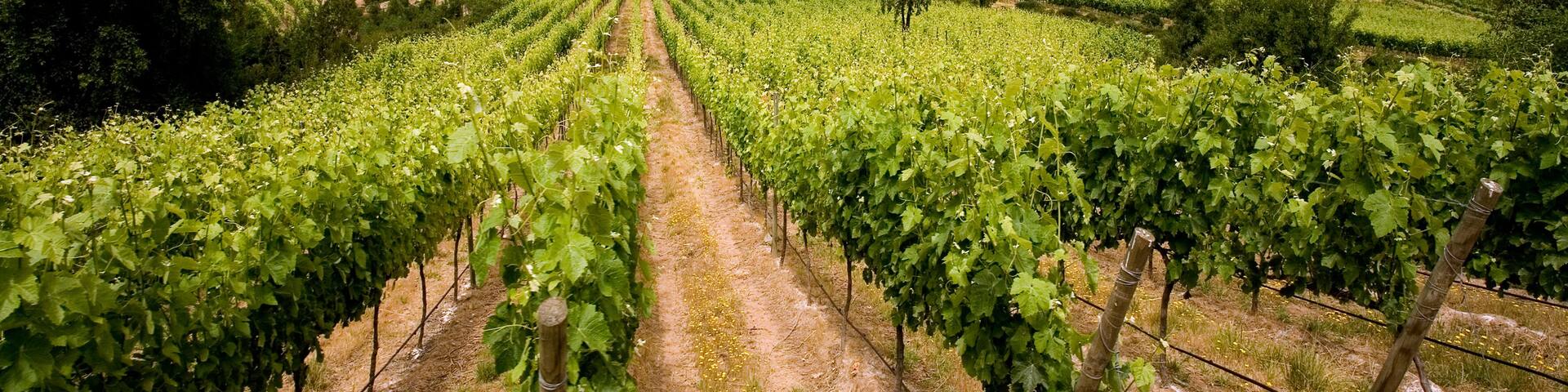 Chilean Wine - Vineyards - Chile