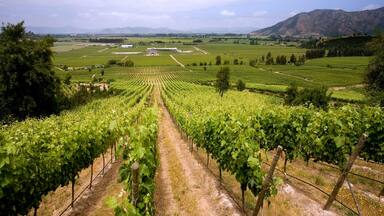 Chilean Wine - Vineyards - Chile