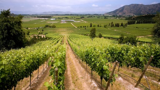 Chilean Wine - Vineyards - Chile
