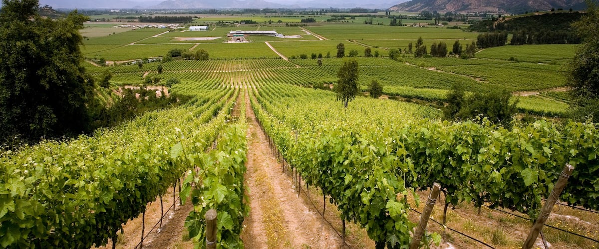 A vineyard with rows of grapevines extending into the distance, surrounded by fields and mountains.